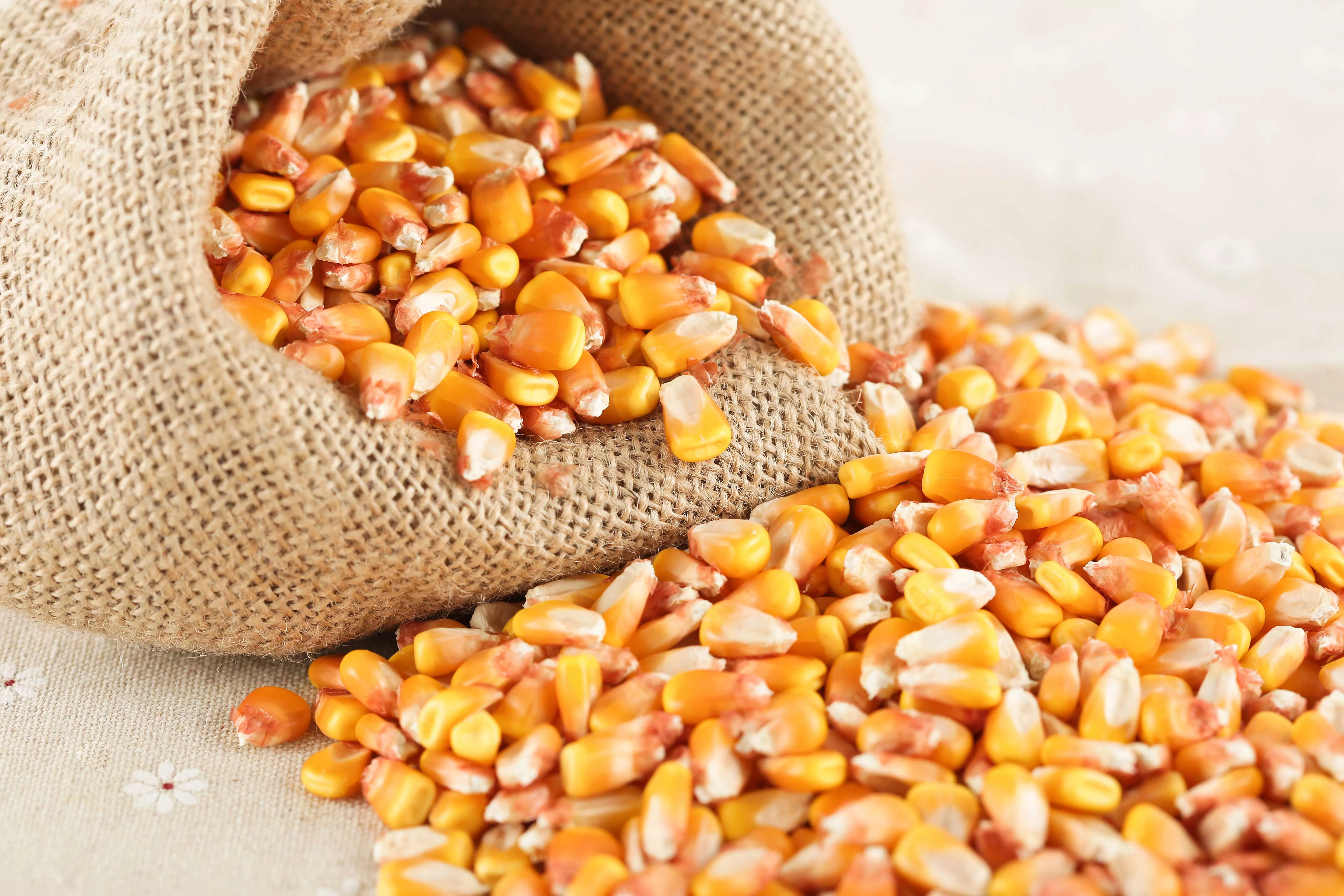 Organic Corn